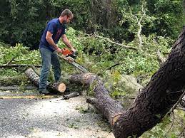 Best Tree Risk Assessment  in Ballwin, MO